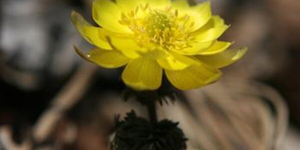 Погода в Приморье на первых выходных апреля удивит разнообразием