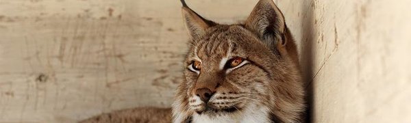 Зоопарк «Чудесный» 31 марта приглашает на праздник «Чудесный дом»