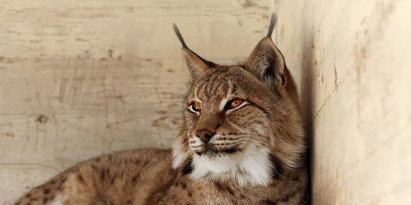 Зоопарк «Чудесный» 31 марта приглашает на праздник «Чудесный дом»