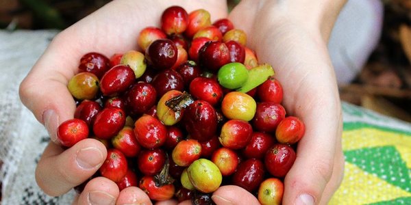 Фестиваль KOFEVOSTOK 2017 приглашает на интерактивную выставку «От ростка до чашки»