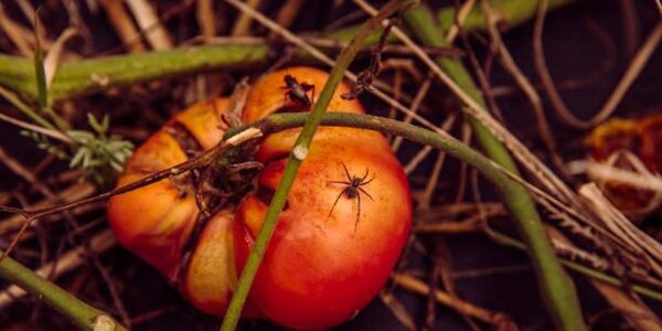 Без урожая останутся в этом году девять районов Приморья