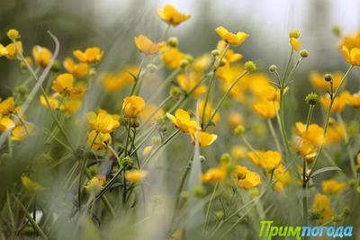 Синоптики опубликовали прогноз погоды на последние выходные июня в Приморье