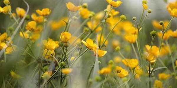 Синоптики опубликовали прогноз погоды на последние выходные июня в Приморье