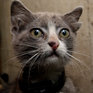 Котенок Лунтик с 4 ушами живет во Владивостоке(ФОТО)