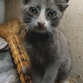 Котенок Лунтик с 4 ушами живет во Владивостоке(ФОТО)