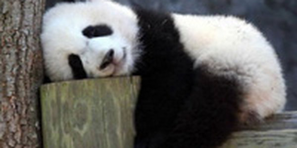 Впервые за четверть века в зоопарке Токио появился детеныш панды