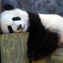 Впервые за четверть века в зоопарке Токио появился детеныш панды