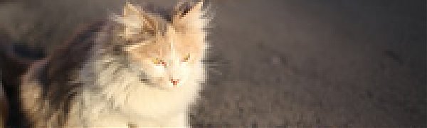 На выходных в Приморье воздух прогреется до +20 °C