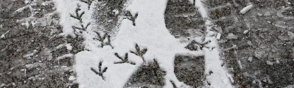 В субботу снег в Приморье начнёт ослабевать, в воскресенье потеплеет