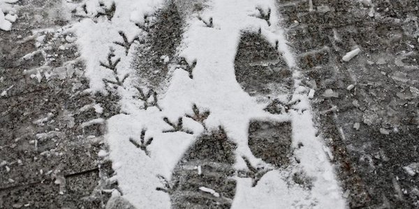 В субботу снег в Приморье начнёт ослабевать, в воскресенье потеплеет