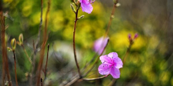 Переменчивая погода ожидается в Приморье в начале следующей недели