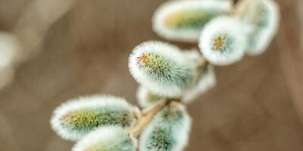 На Пасху в Приморье было прохладно, шли осадки