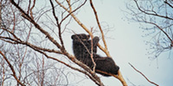 Первая декада февраля в Приморье выдалась холодной