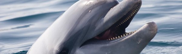 Косаток и белух из «китовой тюрьмы» в Приморье выпустят в дикую природу