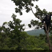 Медведи ломают дубы, собирая жёлуди. Приморский Сафари-парк 2017 г.
