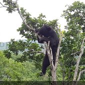 Медведи ломают дубы, собирая жёлуди. Приморский Сафари-парк 2017 г.