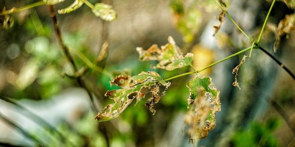 В четверг во Владивостоке ожидается погода без осадков