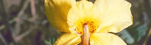 В 2015 году учёные нашли более 2 000 новых растений