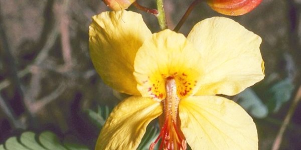 В 2015 году учёные нашли более 2 000 новых растений