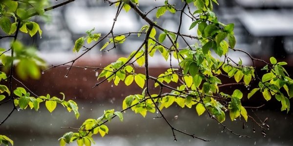 Дожди обрушатся на Приморье