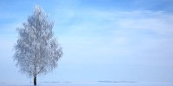 Первая декада января в Приморье выдалась умеренно-морозной