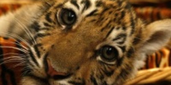 Хабаровчане выбрали для тигренка имя Агат