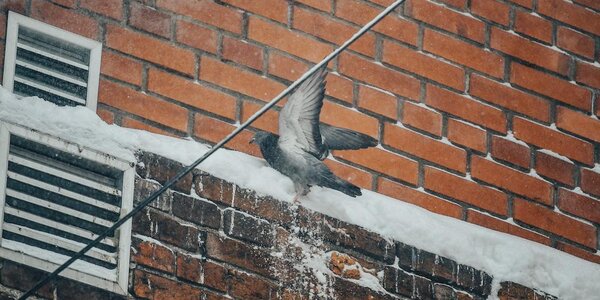 Сегодня наиболее интенсивный снег пройдет на севере Приморья