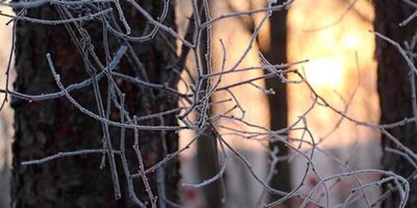 В Приморье наблюдается неравномерное распределение снега