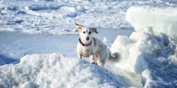 В пятницу снег в Приморье прекратится и вновь похолодает