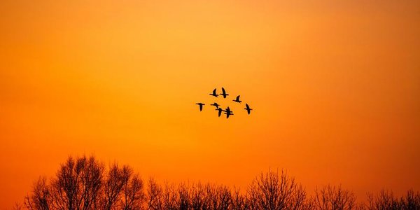 Весенняя охота в Приморье начнётся в конце марта