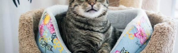 День кошек отмечают в России 1 марта