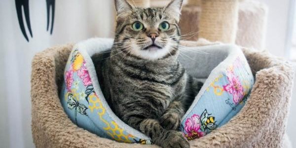 День кошек отмечают в России 1 марта