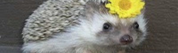 Ёжик стал национальным животным Великобритании