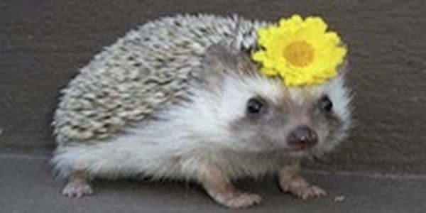 Ёжик стал национальным животным Великобритании