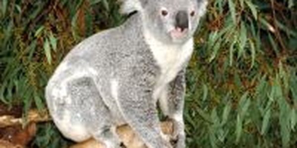 Австралийским коалам грозит СПИД