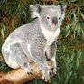 Австралийским коалам грозит СПИД