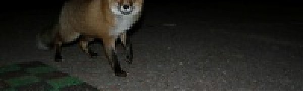 Вечерний гость: визит лиса