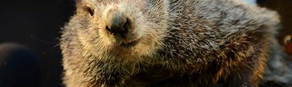 Сурок Фил напророчил долгую зиму (ВИДЕО)