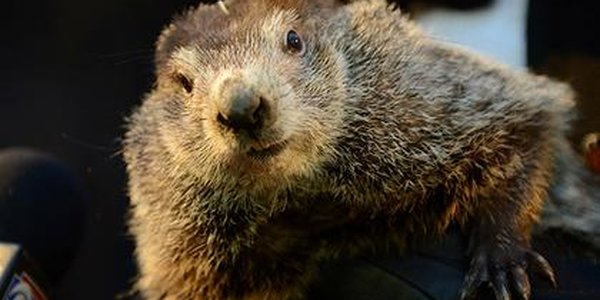 Сурок Фил напророчил долгую зиму (ВИДЕО)