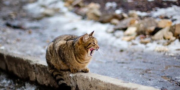 Температуры, установившиеся в Приморье, характерны концу февраля — началу марта