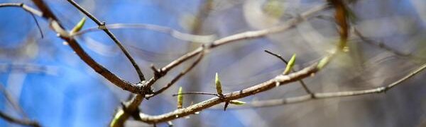 Весенними температурами завершилась первая декада февраля в Приморье