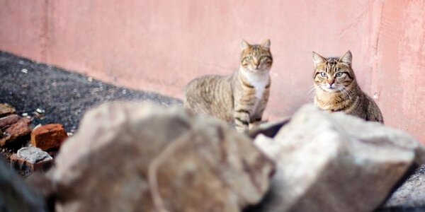 Оттепели до +4 градусов придут в Приморье в ближайшие дни