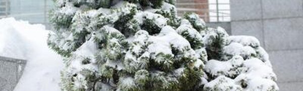 Наиболее интенсивный снег пройдет в южных районах Приморья