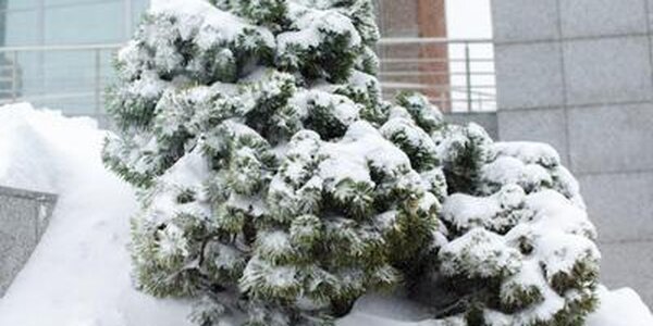 Наиболее интенсивный снег пройдет в южных районах Приморья