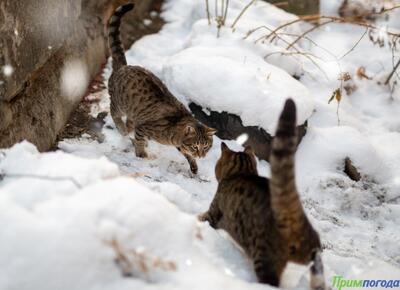 Снег в Приморье прекратится только в пятницу. Подробный прогноз погоды на неделю на Примпогоде