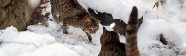 Снег в Приморье прекратится только в пятницу. Подробный прогноз погоды на неделю на Примпогоде