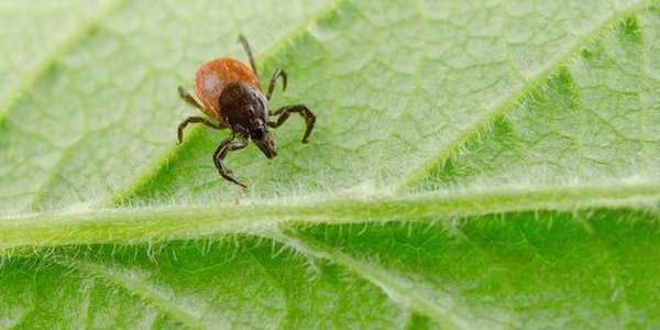 Спад клещевой активности отмечен в Приморье