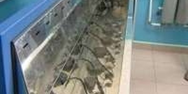 За уровнем радиации в Приморье следят моллюски