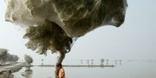 Пауки погубили деревья и спасли людей от малярии