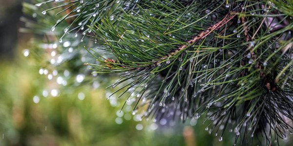 Последние дни мая во Владивостоке будут пасмурными и прохладными